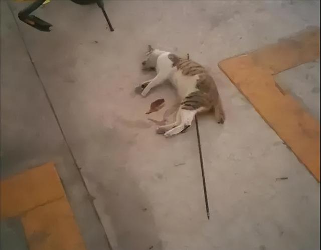 三甲医院一医生持弓箭射杀流浪猫三甲医院医生持弓箭射杀流浪猫事件，深度解析与反思