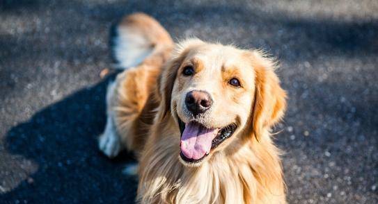 烈犬咬人致死亡 主人辩称我没罪如果发生烈犬咬人致人死亡的事件，犬的主人可能会面临法律责任，即便是声称我没罪也可能无法逃避责任。