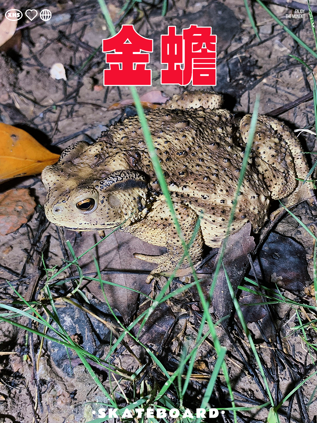 抓金蟾的技巧视频关于抓金蟾的技巧视频，我无法直接为您提供链接或相关视频。建议您通过搜索引擎或在线视频平台搜索相关的抓金蟾技巧视频，以获取更具体和详细的指导。同时，也建议您在尝试抓金蟾时遵循当地的法律法规和生态保护原则。