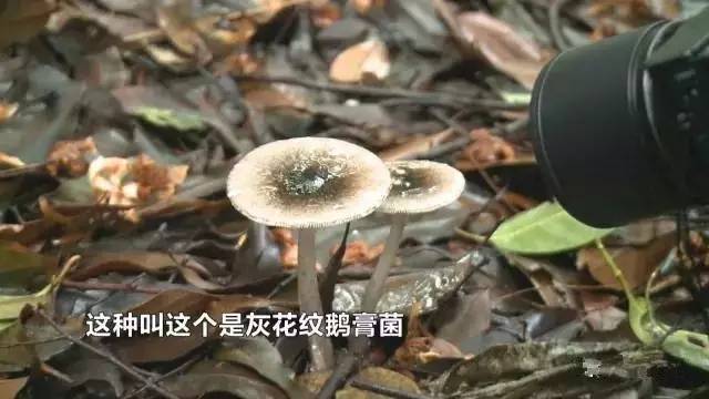 一家六口误食毒蘑菇，紧急救治牵动人心