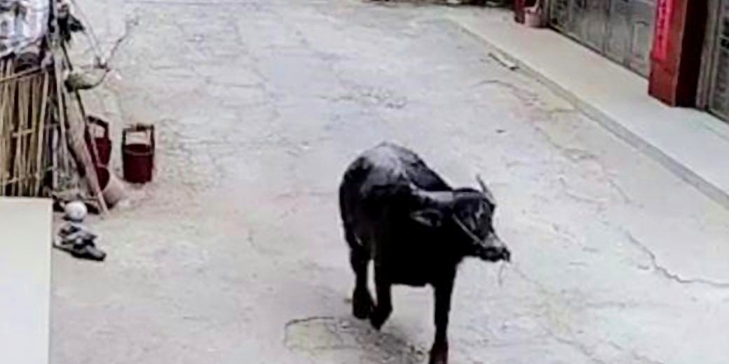 疯牛当街乱撞，惊魂动魄的都市惊魂事件