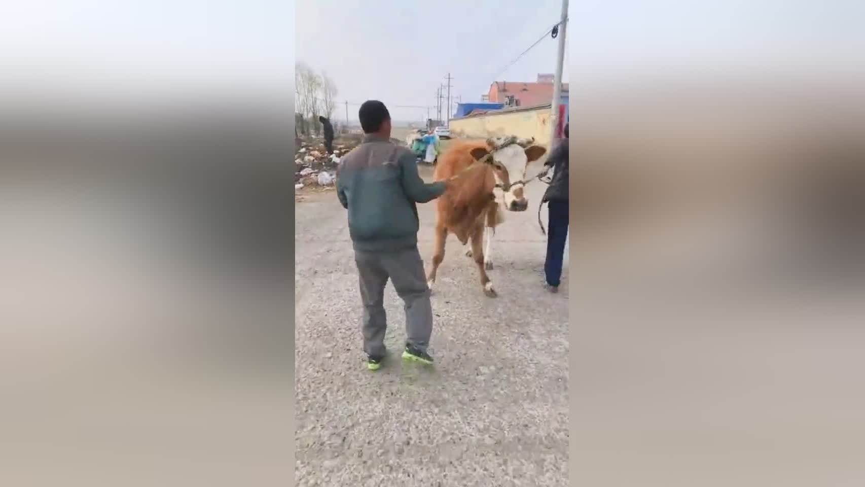 疯牛失控，撞击背后的故事