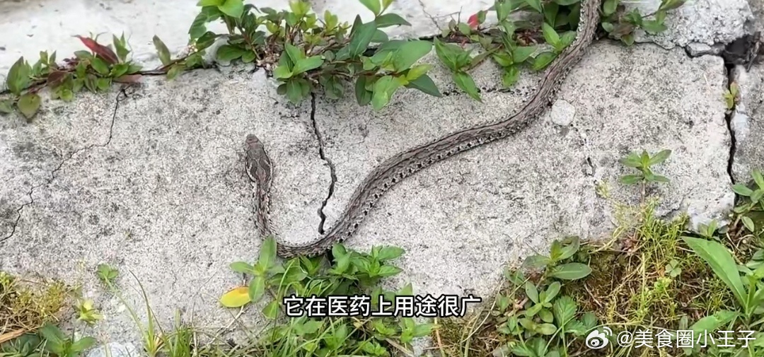 浙江一村惊现，40多户养蛇成风，上百万条蛇共舞蛇海