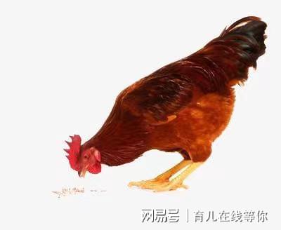 关于把给鸡吃的米给人吃好吗的探讨