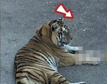 动物园被老虎咬伤女人现在情况